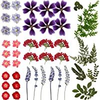 Flores Prensadas Secas Reales Flores Hojas Secas Coloridas Flor Seca Natural Múltiple para Bricolaje Fabricación Resina…